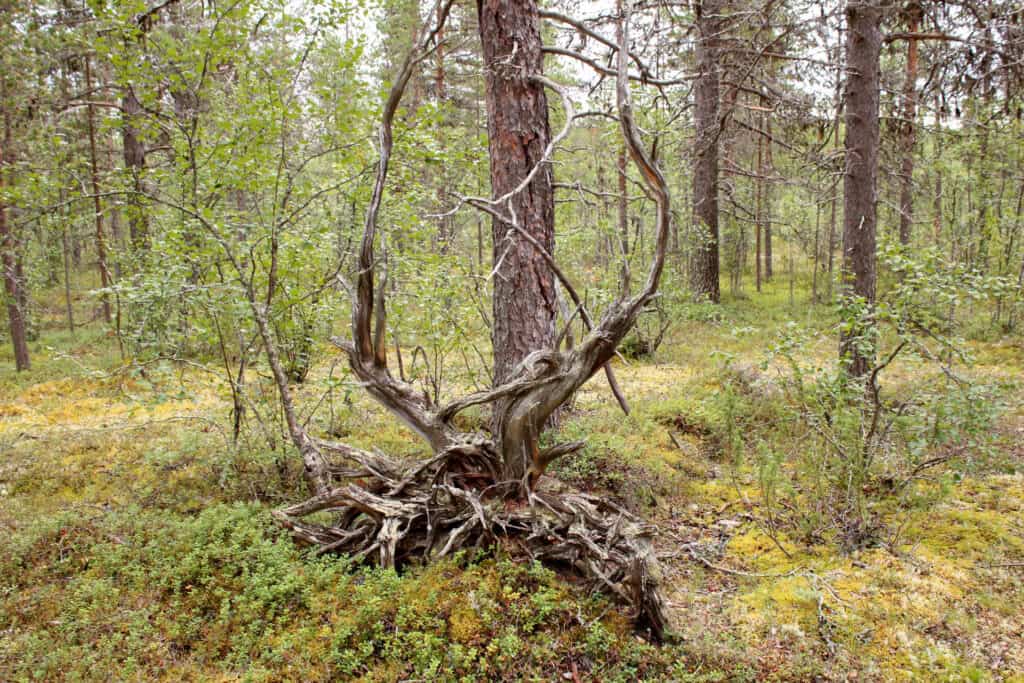 Muurusjärvi. Petri Haapala