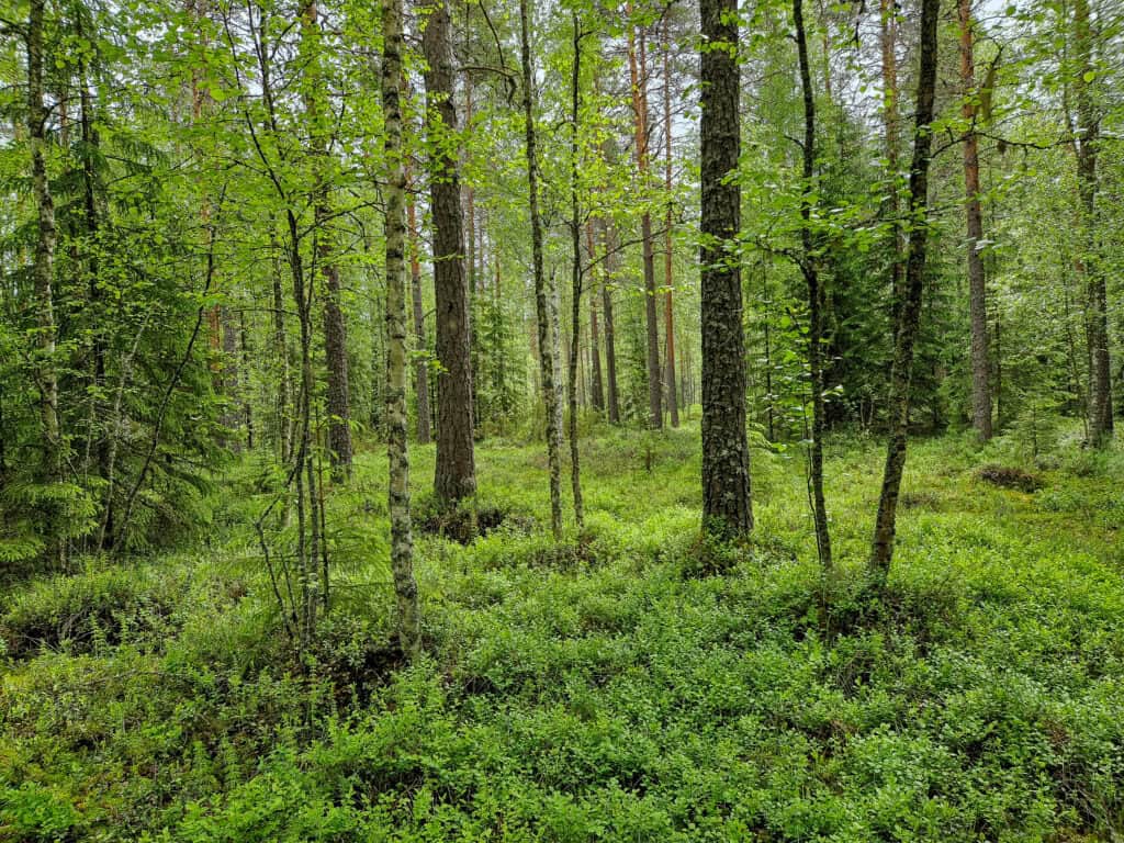 Kortesharju. Kuva: Vilma Kaukoranta