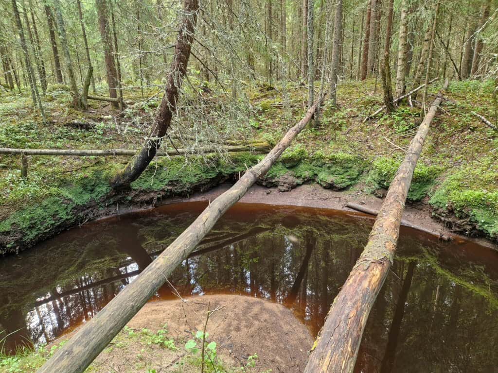 Kortesharju. Kuva: Vilma Kaukoranta