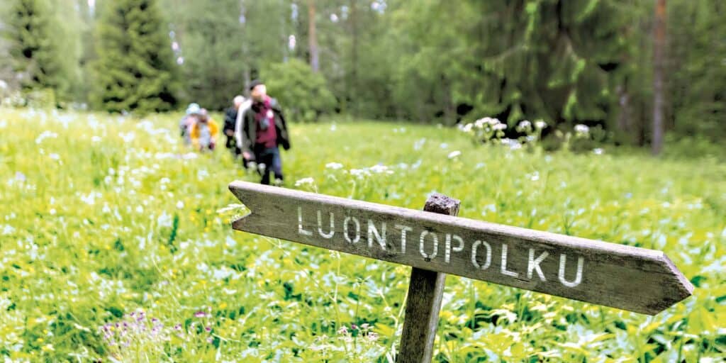 Käpypojan metsä. Kuva: Rami Marjamäki
