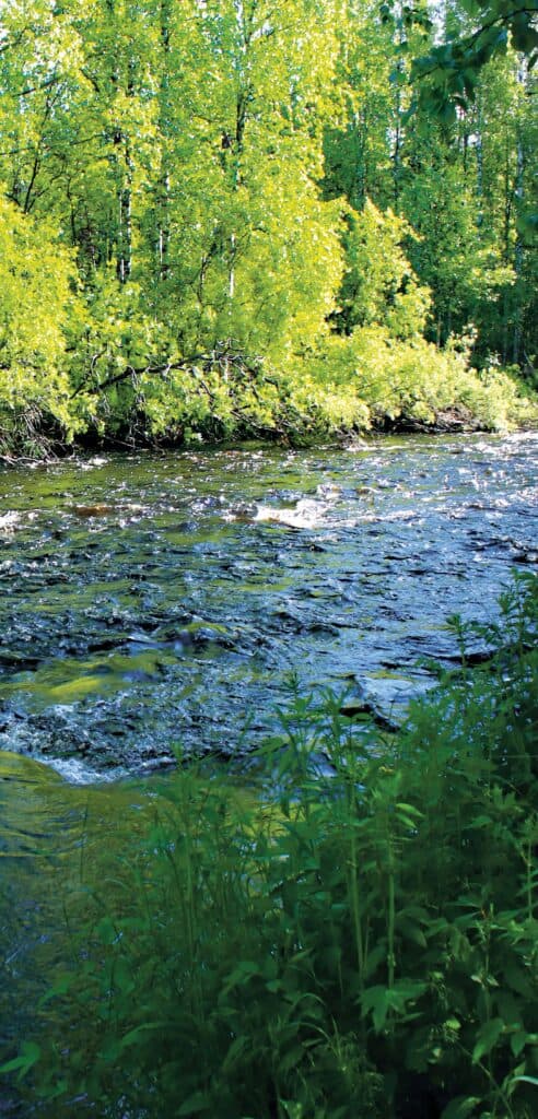 Lietejoen helmi. Kuva: Petri Haapala