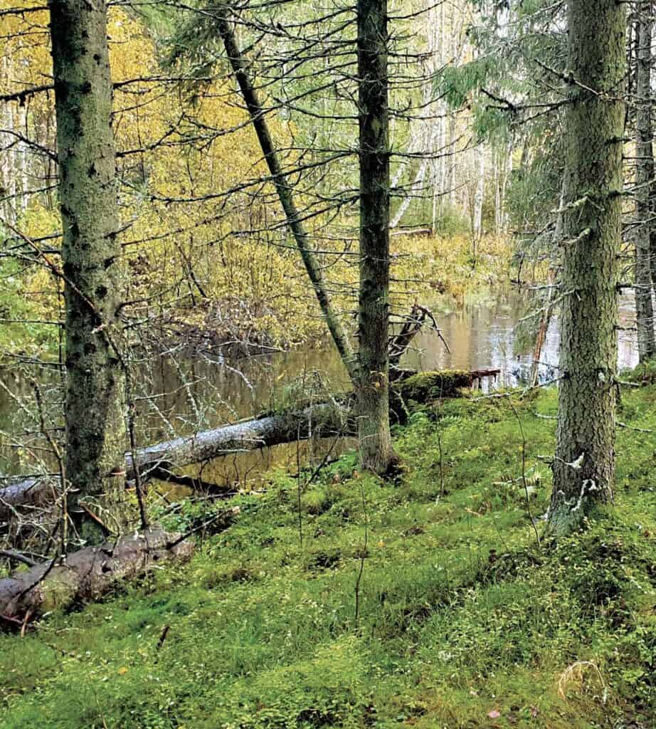 Ruonanjoki. Kuva: Marko Ojala