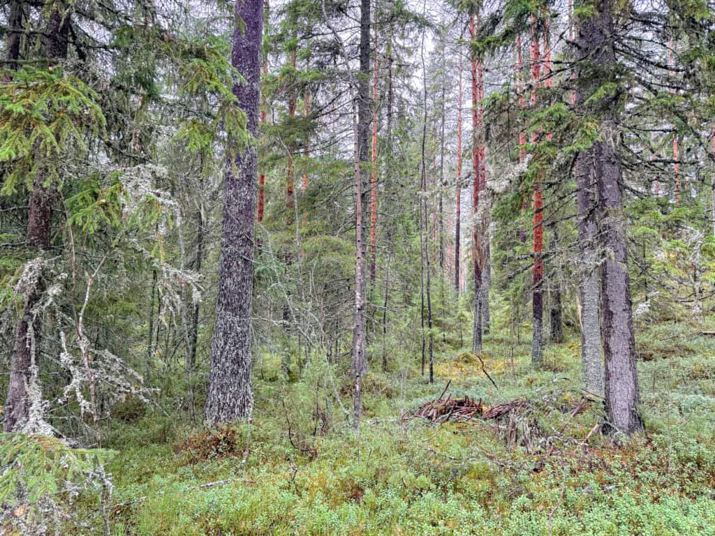 Islan metsä. Kuva: Santtu Ahlman