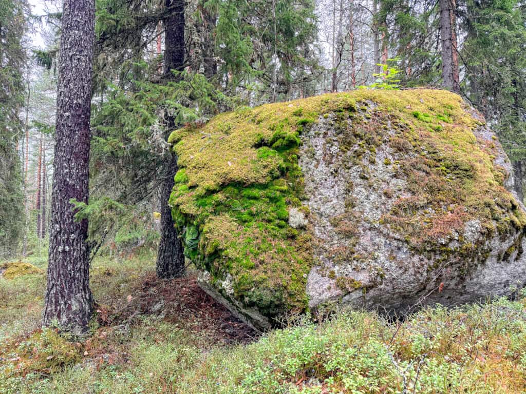 Islan metsä. Kuva: Santtu Ahlman