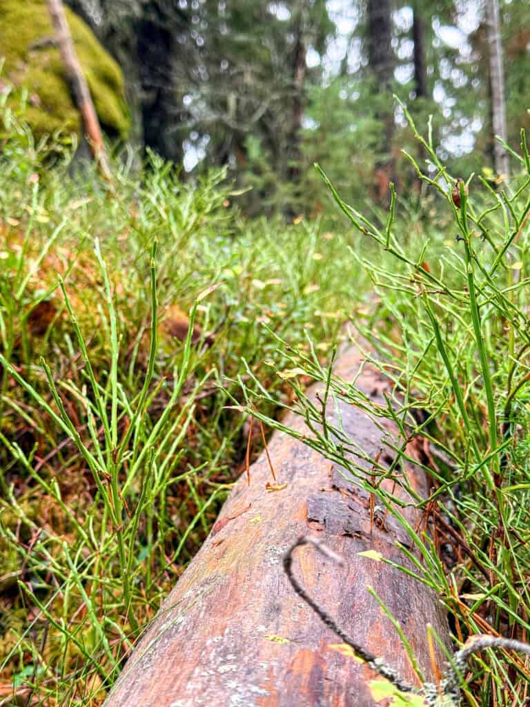 Islan metsä. Kuva: Santtu Ahlman