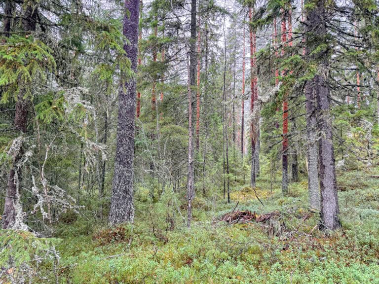 Islan metsä. Kuva: Santtu Ahlman