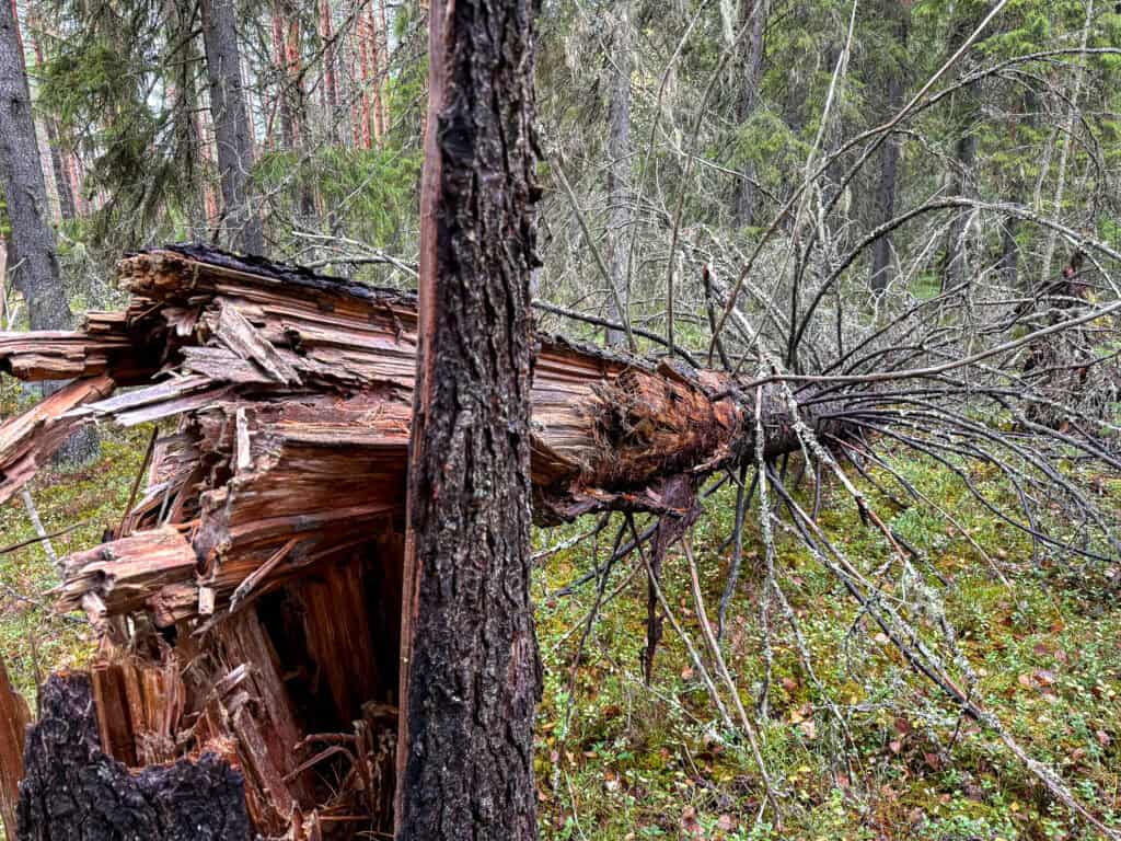 Islan metsä. Kuva: Santtu Ahlman