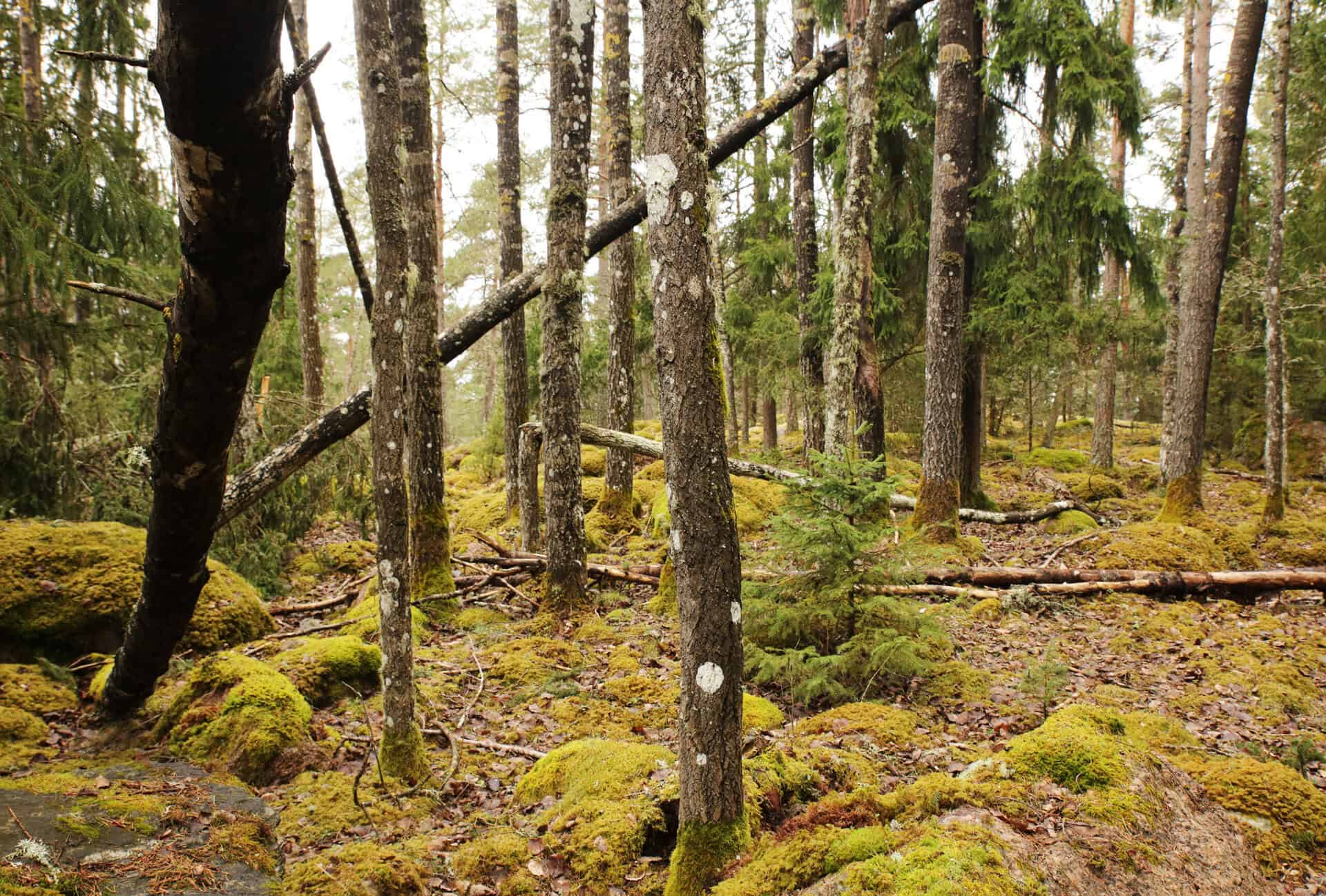 Paltvuori. Kuva: Ari-Pekka Auvinen