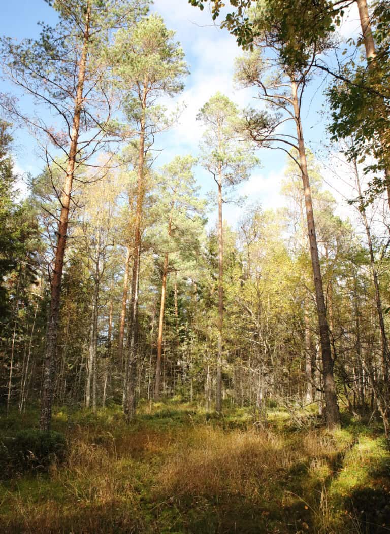 Skoäng. Kuva: Ari-Pekka Auvinen