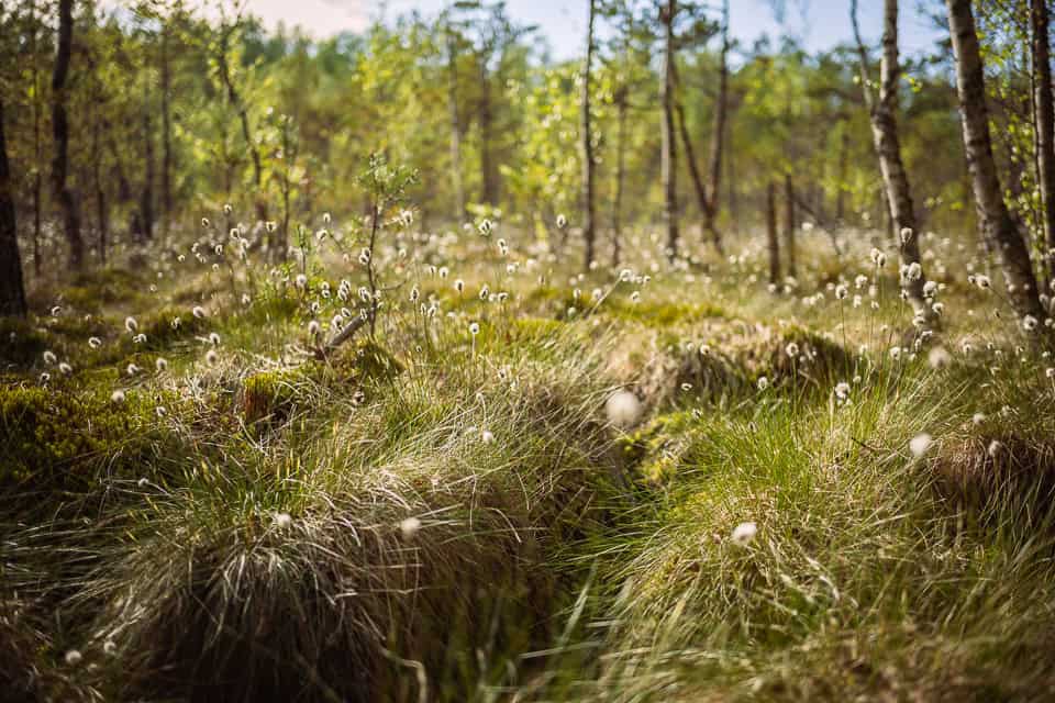 Elämää ulkona -luontopolku. Kuva: Caj Koskinen
