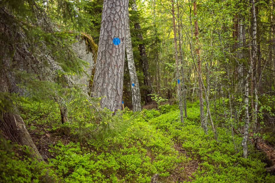 Elämää ulkona -luontopolku. Kuva: Caj Koskinen