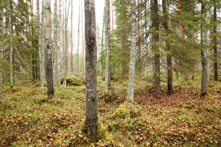 Virvatulen suojelualueen laajennusosa. Kuva: Ari-Pekka Auvinen