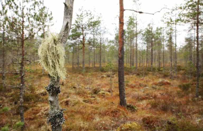 Virvatulen suojelualueen laajennusosa. Kuva: Ari-Pekka Auvinen