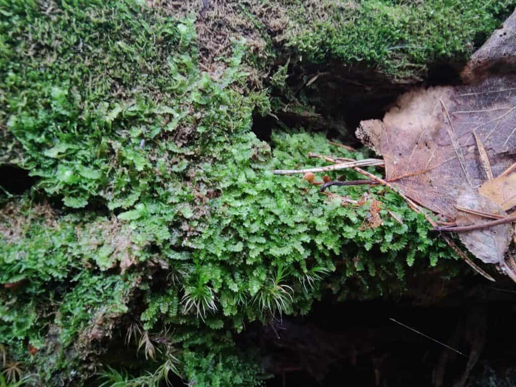 Lönnemoskogen. Kuva: Otto Snellman
